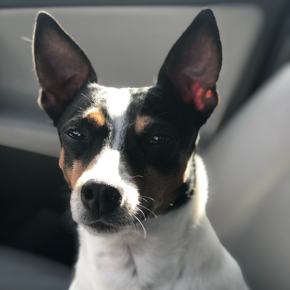 Meet your Posher, Pia